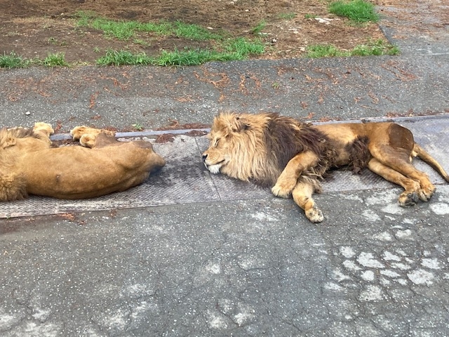 プライマリーバス遠足